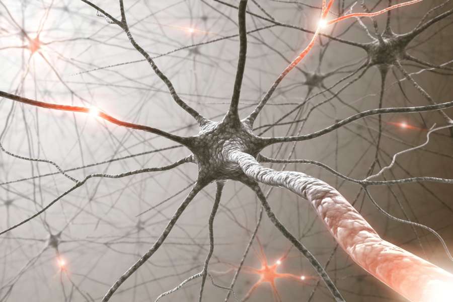 Nervio vago: qué es y cómo influye en nuestra salud